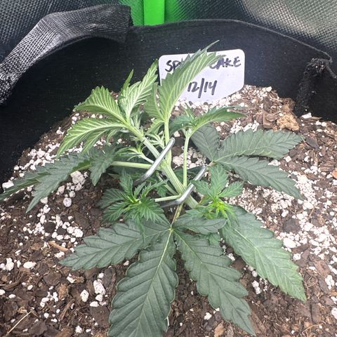 Space  Cake - Top growlog timeline photo