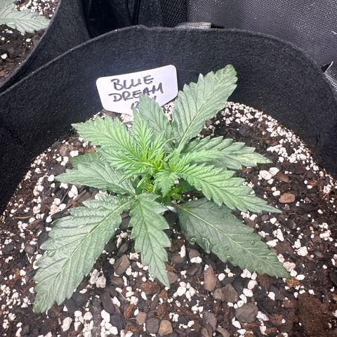 Blue Dream growlog timeline photo