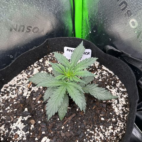 Apple Jack - Top growlog timeline photo