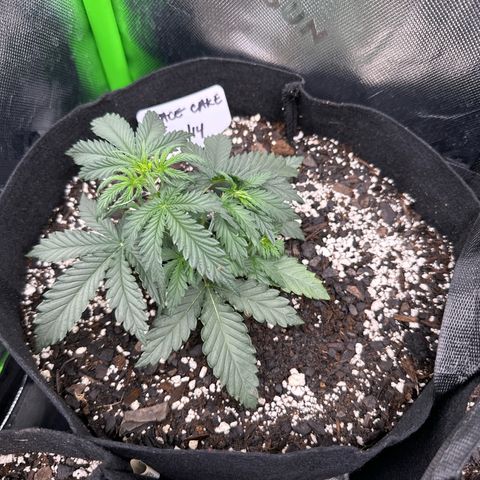 Space  Cake - Top growlog timeline photo