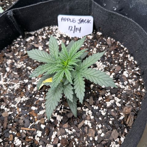 Apple Jack - Bottom growlog timeline photo