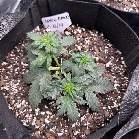 Space Cake - Bottom growlog timeline photo