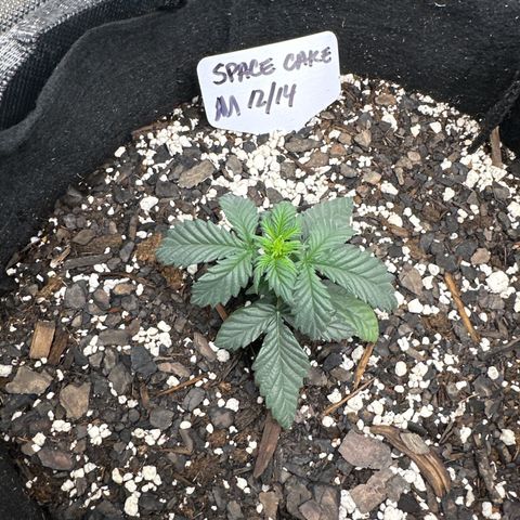 Space Cake - Middle growlog timeline photo