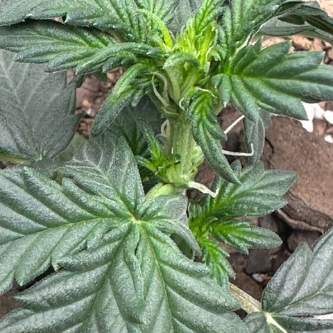 Space Cake - Middle growlog photo: Pre-flowering??!??
