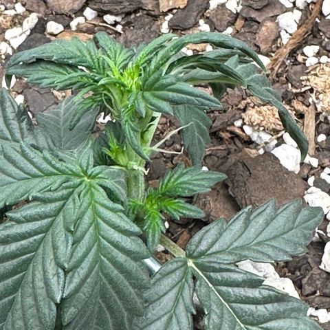 Space Cake - Middle growlog photo: Pre-flowering??!??