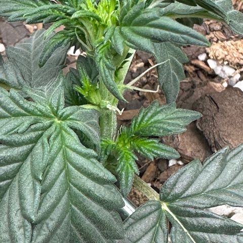 Space Cake - Middle growlog photo: Pre-flowering??!??