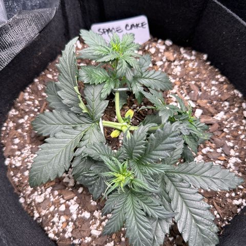 Space Cake - Bottom growlog timeline photo