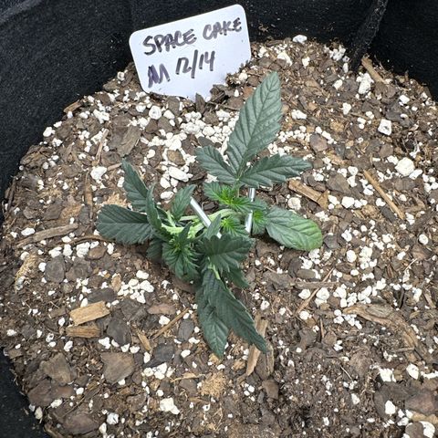 Space Cake - Middle growlog timeline photo