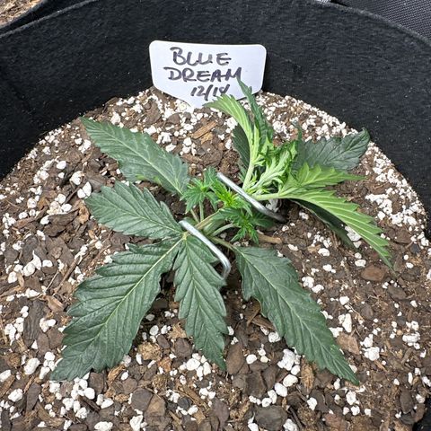 Blue Dream growlog timeline photo