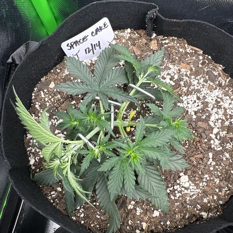 Space  Cake - Top growlog timeline photo
