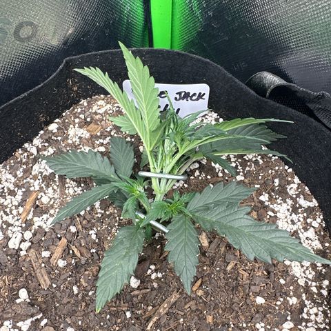 Apple Jack - Top growlog timeline photo