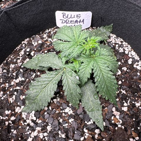 Blue Dream growlog timeline photo