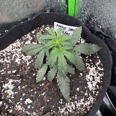 Apple Jack - Top growlog timeline photo