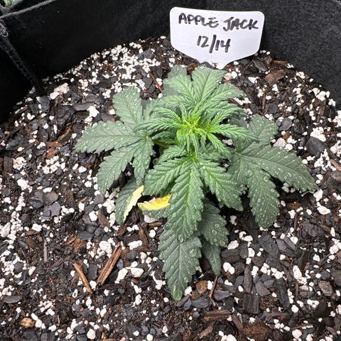 Apple Jack - Bottom growlog timeline photo