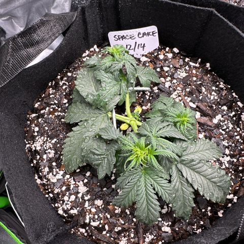 Space Cake - Bottom growlog timeline photo