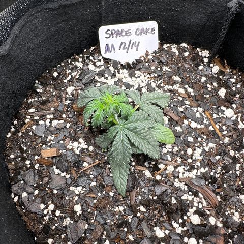 Space Cake - Middle growlog timeline photo