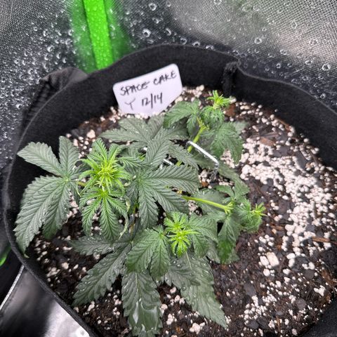 Space  Cake - Top growlog timeline photo