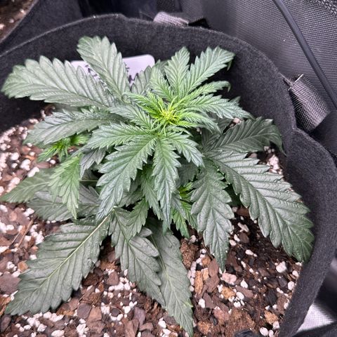 Blue Dream growlog timeline photo