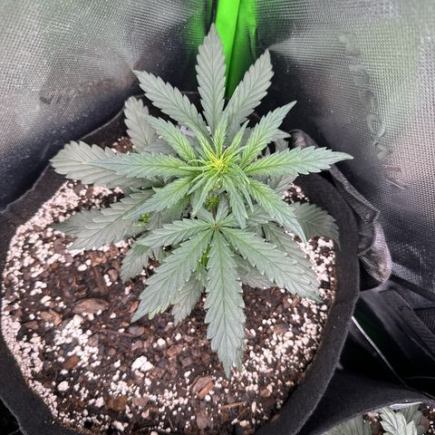 Apple Jack - Top growlog timeline photo
