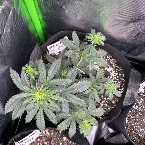 Space  Cake - Top growlog timeline photo