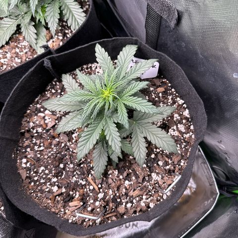 Apple Jack - Bottom growlog timeline photo