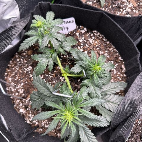 Space Cake - Bottom growlog timeline photo