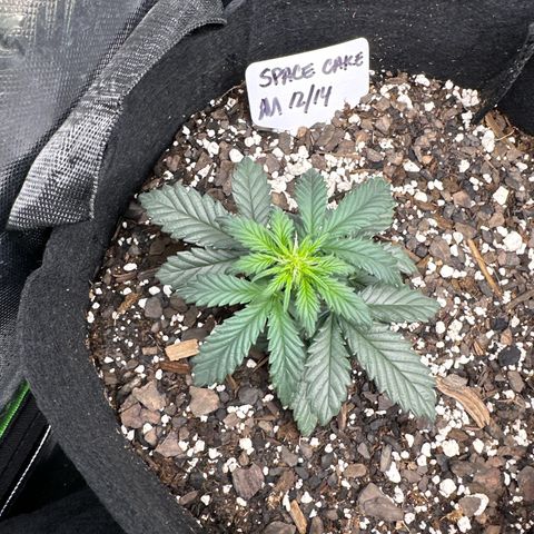 Space Cake - Middle growlog timeline photo