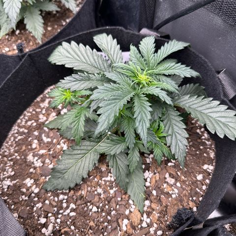 Blue Dream growlog timeline photo