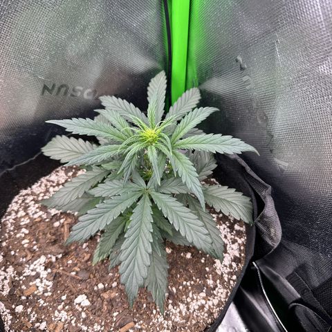 Apple Jack - Top growlog timeline photo