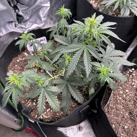 Space  Cake - Top growlog timeline photo