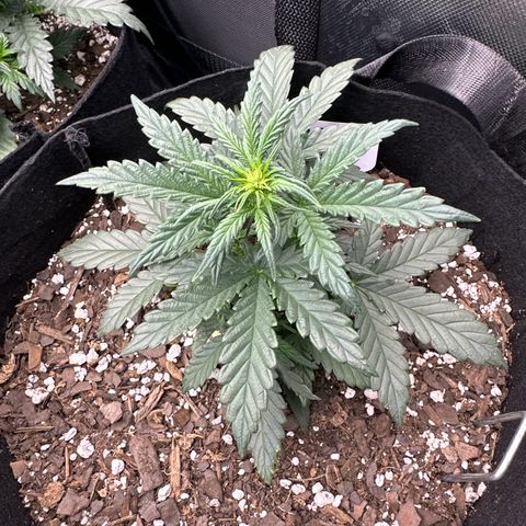 Apple Jack - Bottom growlog timeline photo