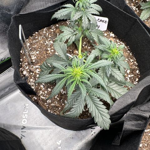 Space Cake - Bottom growlog timeline photo