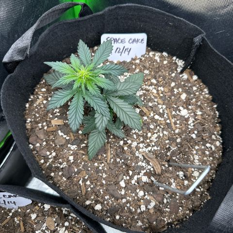 Space Cake - Middle growlog timeline photo