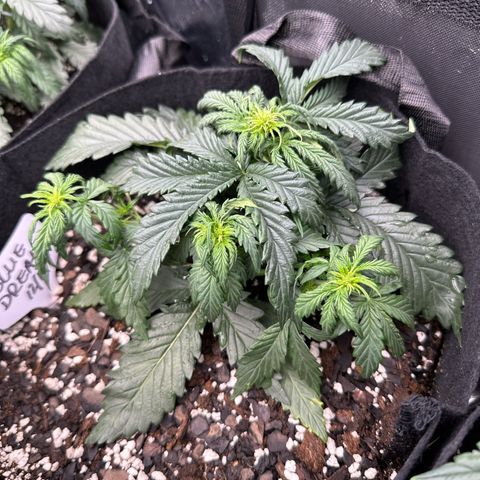 Blue Dream growlog timeline photo