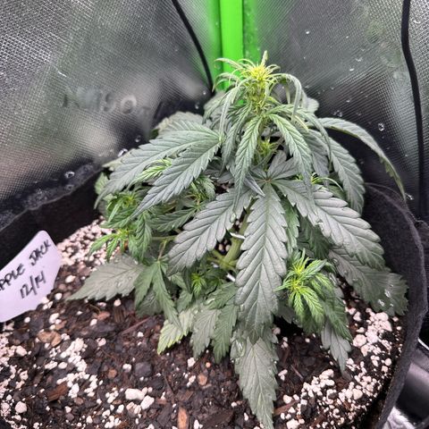 Apple Jack - Top growlog timeline photo