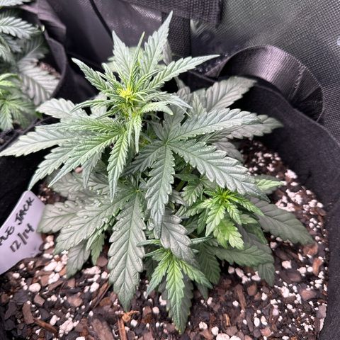 Apple Jack - Bottom growlog timeline photo