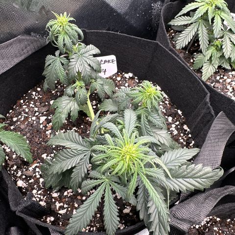 Space Cake - Bottom growlog timeline photo