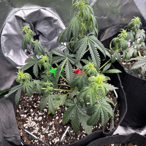 Space  Cake - Top growlog timeline photo