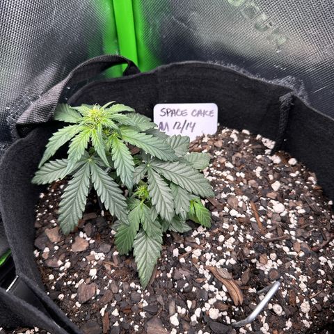 Space Cake - Middle growlog timeline photo