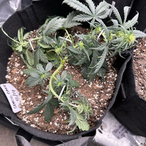 Space Cake - Bottom growlog timeline photo