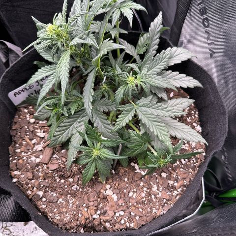 Apple Jack - Bottom growlog timeline photo