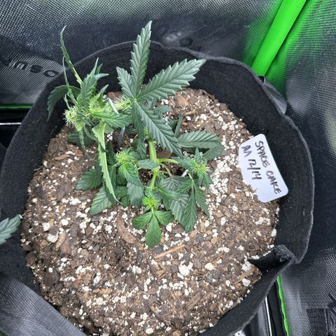 Space Cake - Middle growlog timeline photo