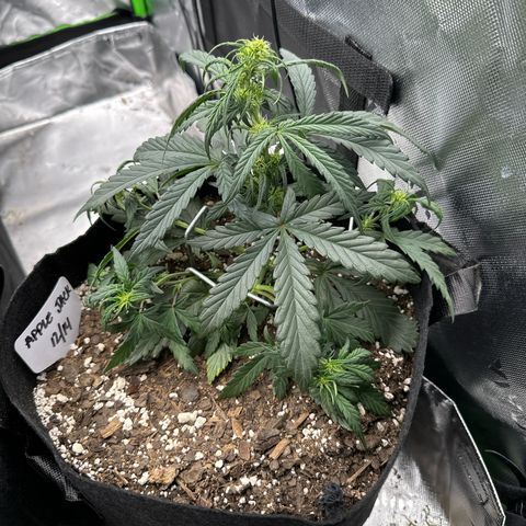 Apple Jack - Top growlog timeline photo