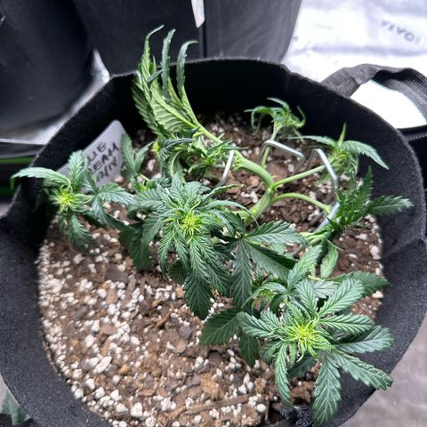 Blue Dream growlog timeline photo