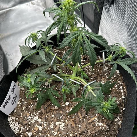 Apple Jack - Top growlog timeline photo