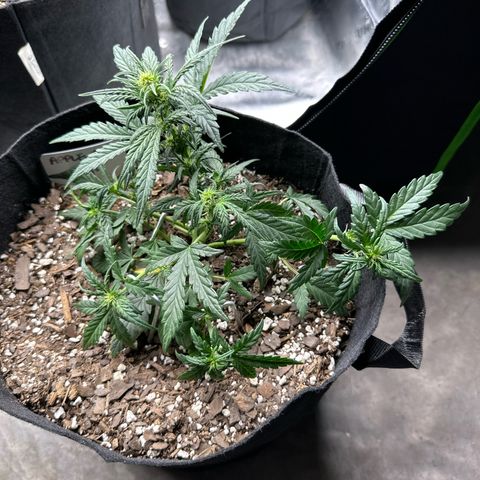 Apple Jack - Bottom growlog timeline photo