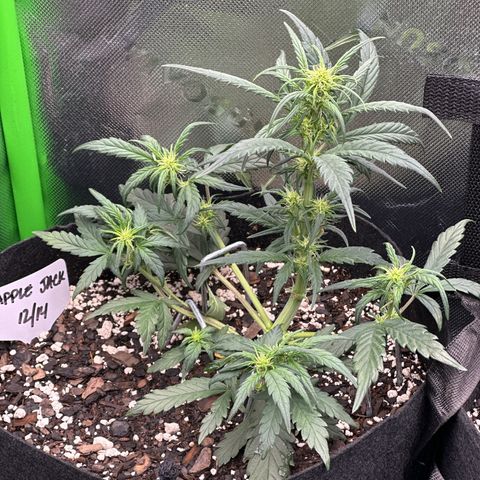 Apple Jack - Top growlog timeline photo