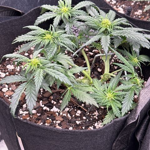 Blue Dream growlog timeline photo