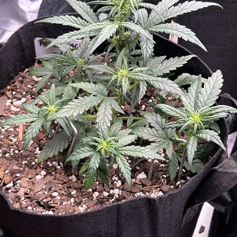 Apple Jack - Bottom growlog timeline photo