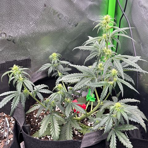 Space  Cake - Top growlog timeline photo